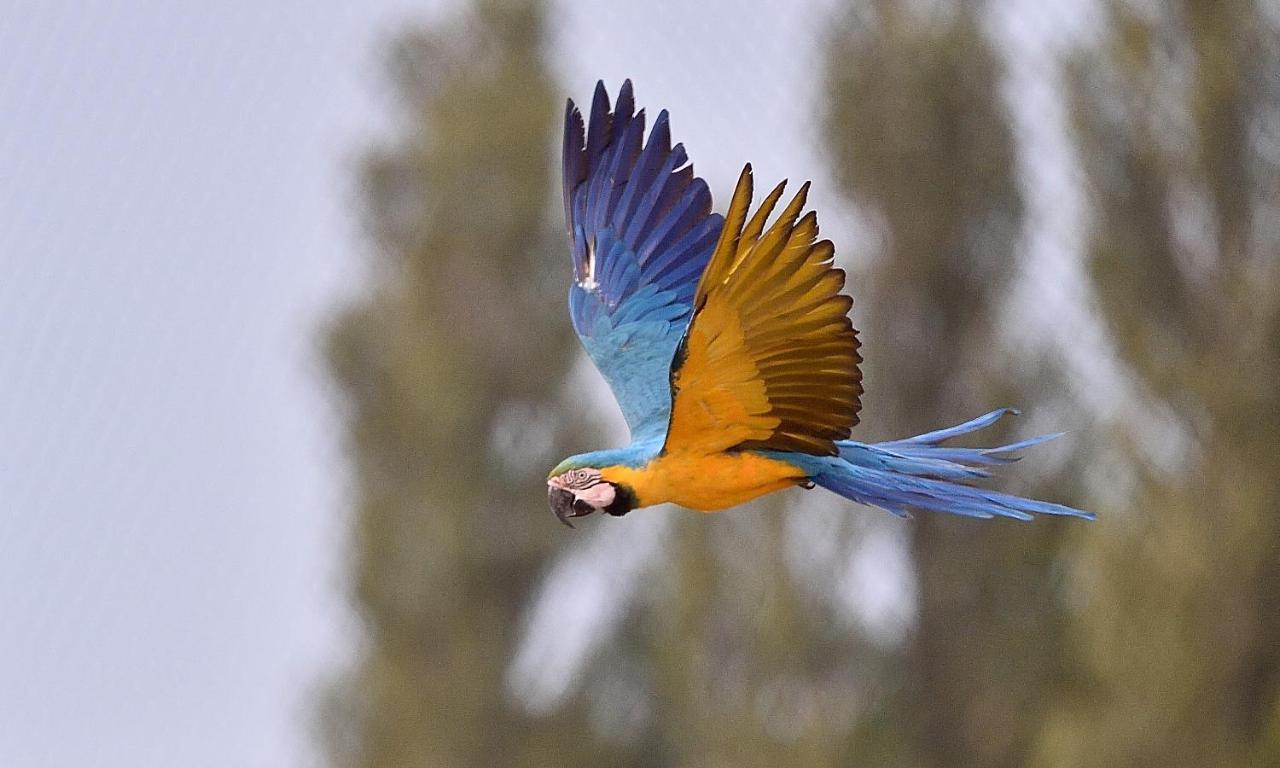 Parrot World - Les Lodges Crecy-la-Chapelle ภายนอก รูปภาพ