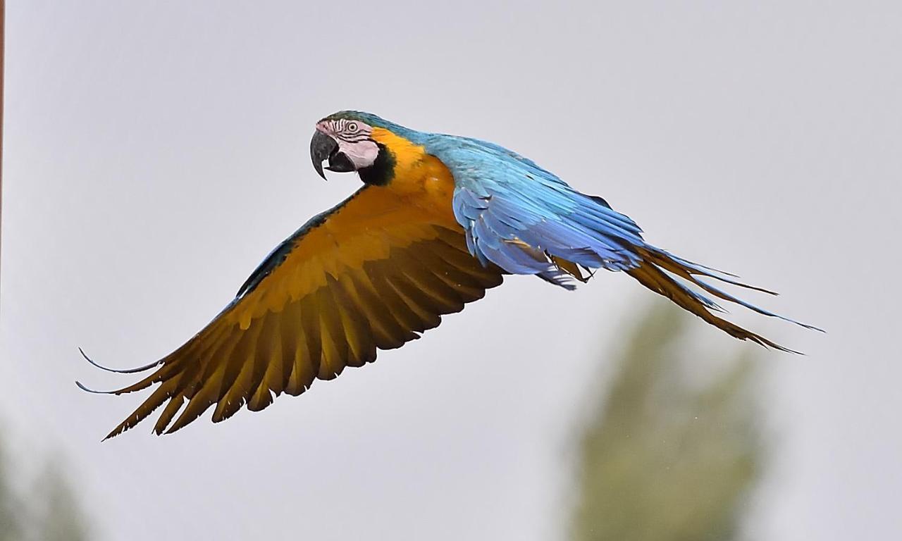 Parrot World - Les Lodges Crecy-la-Chapelle ภายนอก รูปภาพ