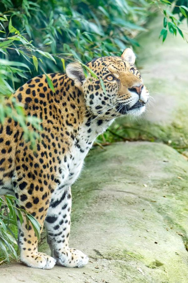 Parrot World - Les Lodges Crecy-la-Chapelle ภายนอก รูปภาพ